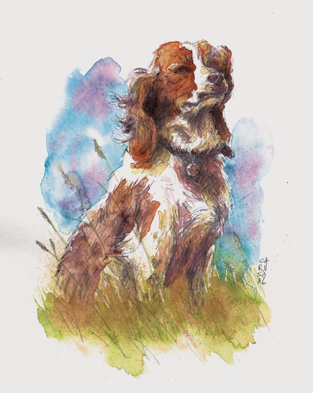 portrait-aquarelle-illustration-chien-simon-caruso (1)
